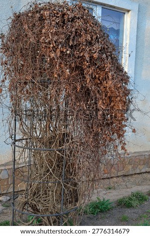 Dense tangle of dry twisted vines and brown leaves completely covers a metal cylindrical support in the garden. This decorative garden structure is located near a house wall,
