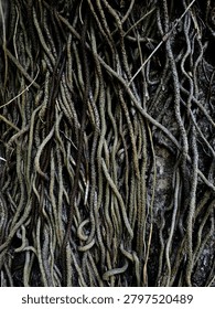 a dense, tangled texture of numerous brown and green tree roots.