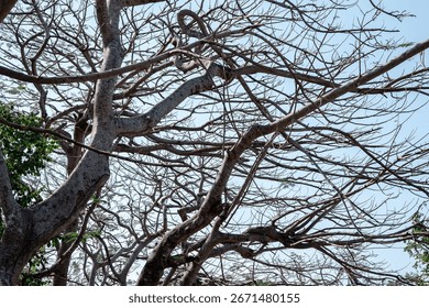A dense and tangled web of bare tree branches creates a chaotic yet beautiful natural abstract pattern. A concept for complexity, connection, or neurology.
