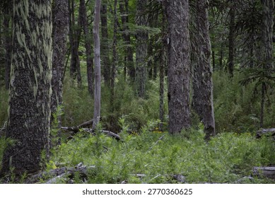 Dense Temperate Forest With Mossy Trunks And Understory Vegetation In Currarhue, Chile.