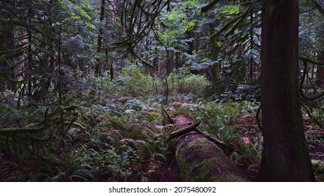 Dense temperate rainforest with rotting dead tree trunk and lush vegetation at Cathedral Grove in MacMillan Provincial Park, Vancouver Island, British Columbia, Canada on cloudy day in autumn.