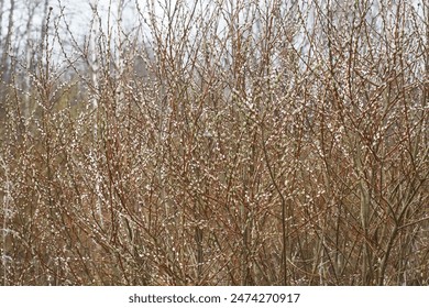 Dense Thicket of Bare Branches with Dew Drops on a Foggy Day in Early Spring - Powered by Shutterstock