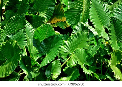 16,358 Broad leaves plant Images, Stock Photos & Vectors | Shutterstock