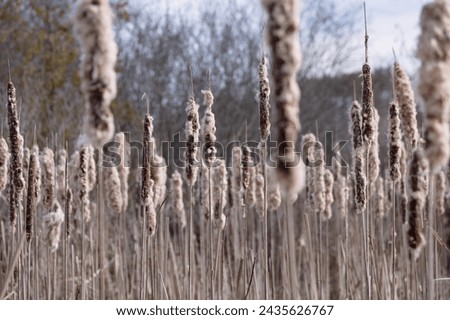 A dense thicket of fluffy white and brown bulrush cattail against the silhouettes of bare winter trees with bokeh Сток-фото © 