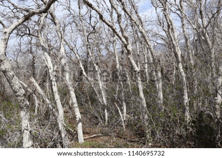 A dense thicket of gnarly twisted trees in the hills north of Salt Lake City Utah