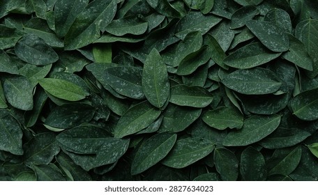 Dense top view texture of fresh dark green leaves background. low light view. nature background.