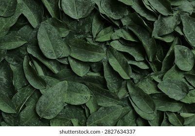 Dense top view texture of fresh dark green leaves background. low light view. foliage pattern.