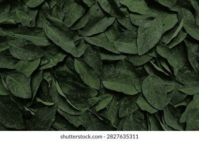 Dense top view texture of fresh dark green leaves background. low light view. floral decoration.