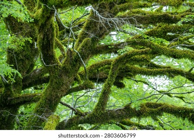 Dense tree branches covered with moss, wildlife. Nature
