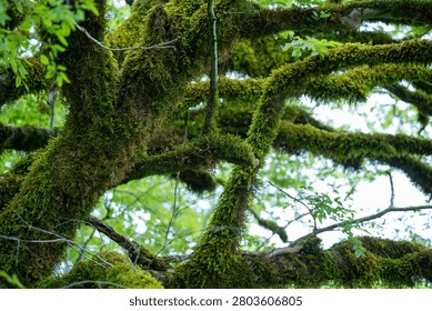 Dense tree branches covered with moss, wildlife. Nature