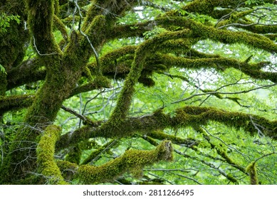Dense tree branches covered with moss, wildlife. Nature