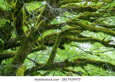 Dense tree branches covered with moss, wildlife. Nature