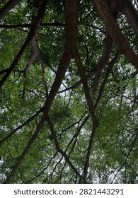 Dense Tree Canopy with Intertwining Branches and Lush Green Foliage.

A dense canopy of mature trees features intertwining branches and abundant green leaves, forming a captivating natural pattern when viewed from below. Soft daylight filters through the foliage, emphasizing the organic textures, intricate branch structure, and tranquil atmosphere of a thriving forest or park environment.