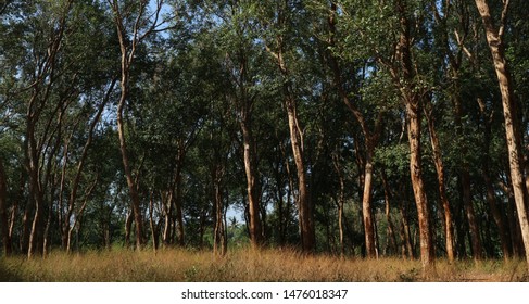  Dense trees  , green background			