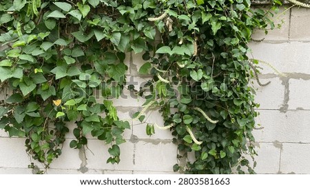 Dense tropical climbing vine with heart-shaped leaves and small green bean pods covering a white concrete block wall, natural green wall concept in tropical Asia