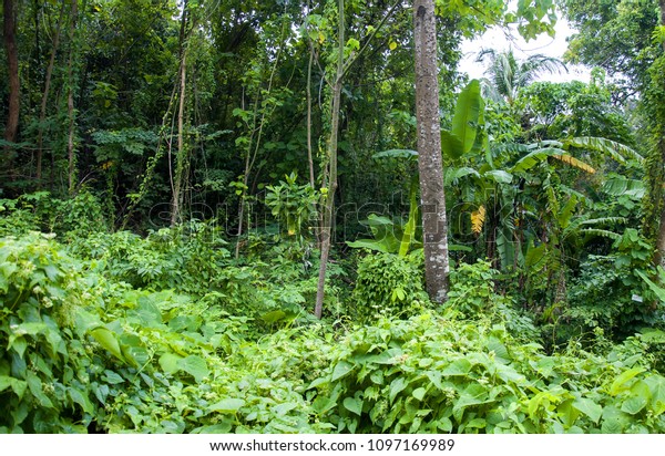 Dense Tropical Forest Stock Photo (Edit Now) 1097169989