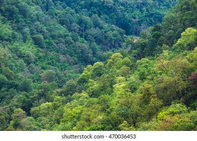 Dense Tropical Rainforest. Arial View Background