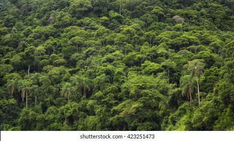 Dense Tropical Rainforest In Brazil, Nature Background.