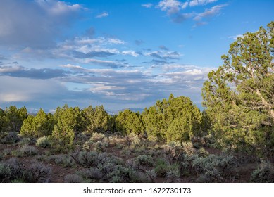 A dense Utah Juniper woodland (Juniperus osteosperma) under pretty partly cloudy skies with an understory of sagebrush in White Pine County, Egan Range, Eastern Nevada.
