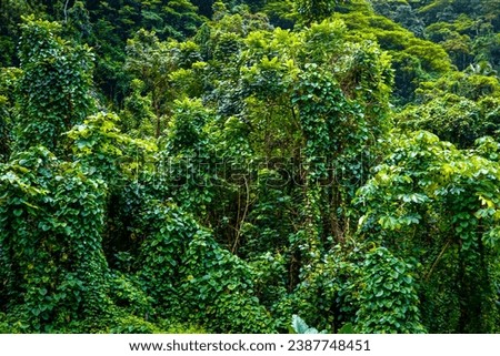 Dense vegetation in the rainforest of tahiti nui in French Polynesia