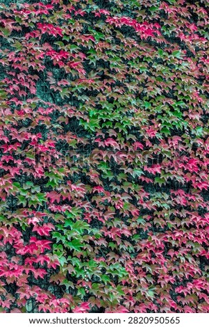Dense vertical pattern of green, pink and crimson autumn leaves of Boston ivy, Parthenocissus tricuspidata, covering a wall in Dnipro Botanical Garden, Ukraine.