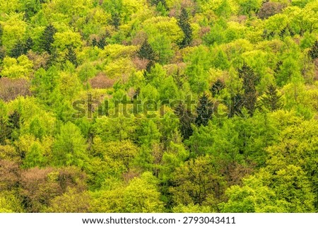 Dense, vibrant spring foliage forms a lush mixed forest on the hills near the Danube Gorge by Weltenburg in Bavaria, Germany. Layers of deciduous and coniferous trees create a rich green canopy, evoking untouched nature and a tranquil landscape ideal for nature, travel, or background concepts.