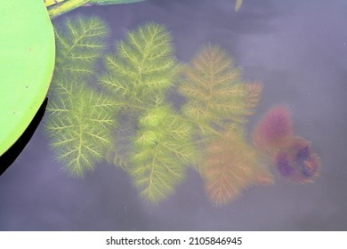 Dense Waterweed At Ocklawaha River 