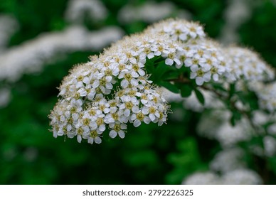 Dense white spiraea corymb with tiny flowers and yellow stamens