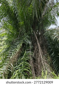 Dense wild palm tree with sharp thorns on its fronds and thick green foliage, growing in a tropical forest area