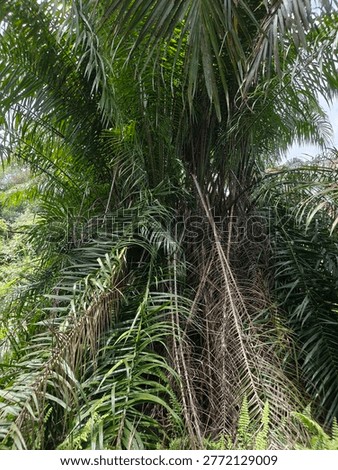 Dense wild palm tree with sharp thorns on its fronds and thick green foliage, growing in a tropical forest area