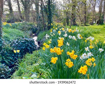 Dense woodland with a stream running through and bright yellow daffodils to the foreground.