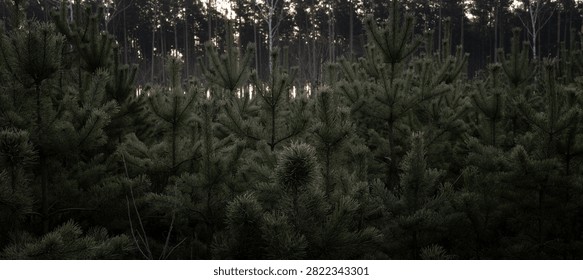 Dense young pine forest with slender tall trees in soft diffused light at dawn or dusk creating a serene woodland pattern for nature backgrounds growth and reforestation concept evergreen