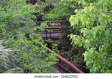 Densely covered boardwalk in South Florida.