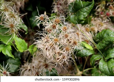 393 Hairy clematis Images, Stock Photos & Vectors | Shutterstock