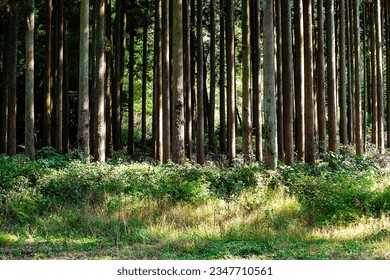 densely lined autumn fir forest