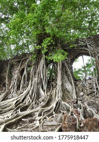 Densely Packed Aerial Roots Of A Tree Group That Has Grown Over The Ruins Of Old Architecture.