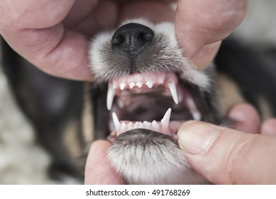 Dental Check - Jack Russell Terrier