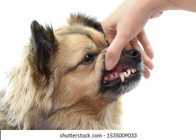 Dental check-up to prevent health issues of your pet. Close-up of mixed breed dog with white healthy teeth. Pet home care habits to keep them healthy. Female tries to check the dog's oral condition.