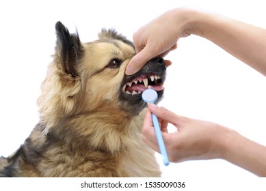 Dental Check-up To Prevent Health Issues Of Your Pet. Close-up Of Mixed Breed Dog With White Healthy Teeth. Pet Home Care Habits To Keep Them Healthy. Female Tries To Check The Dog's Oral Condition.