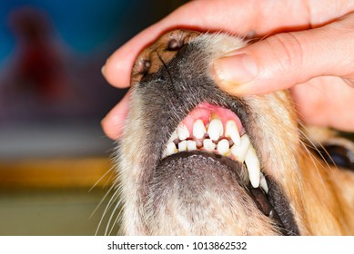 Dental Disease In A Dog