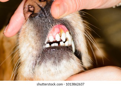 Dental Disease In A Dog