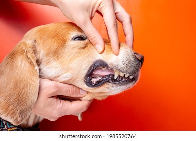 Dental Disease In A Dog