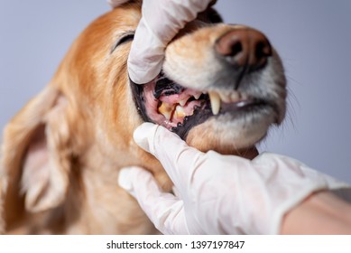 Dental Disease In A Dog, Dental Stone