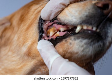 Dental Disease In A Dog, Dental Stone