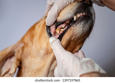 Dental Disease In A Dog, Dental Stone