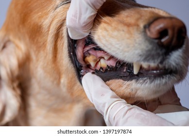 Dental Disease In A Dog, Dental Stone