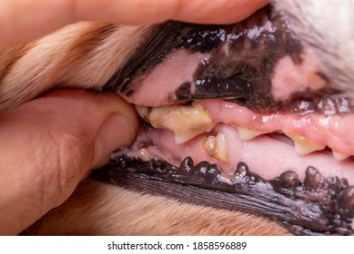 Dental Disease In An Old Dog