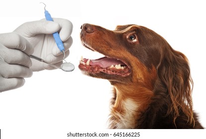 dental hygiene for dogs