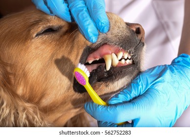 Dog Teeth Tartar Images Stock Photos Vectors Shutterstock