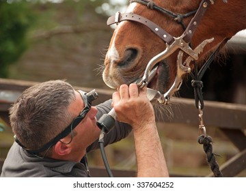 Dental Treatment From An Equine Professional